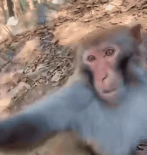 🐒 monkey, animal, primate, mammal, wildlife, nature whatsapp sticker