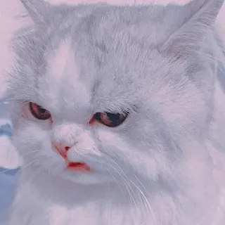 🍥 แมว, ขี้หงุดหงิด, สัตว์, สัตว์เลี้ยง, แมว, น่ารัก telegram sticker