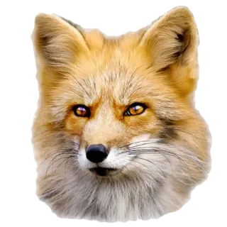 😡 Fuchs, Tier, Wildtier, Säugetier, Natur, Fell whatsapp sticker