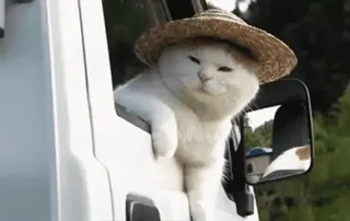 👒 gatto, cappello, animale, viaggio, auto, veicolo, carino whatsapp sticker