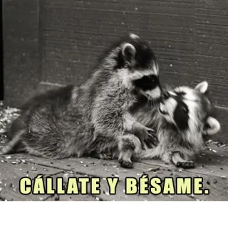 😘 CÁLLATE Y BÉSAME. rakun, cium, cinta, binatang, meme, lucu whatsapp sticker
