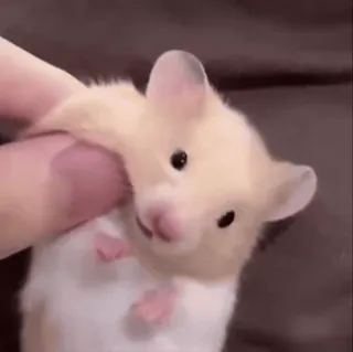🙂 criceto, carino, animale, animale domestico, roditore, piccolo animale, animale domestico telegram sticker