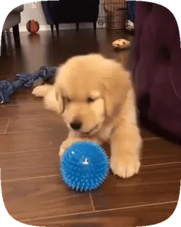 🐶 cucciolo, golden retriever, cane, carino, animale domestico, animale, giocattolo per cani, animale domestico telegram sticker