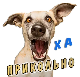 🙁 ПРИКОЛЬНО
ХА perro, gracioso, chiste, animal, pegatina telegram sticker