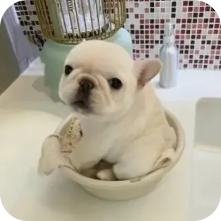 🐶 telegram sticker