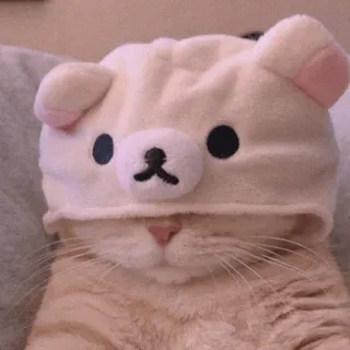 🍡 chat, mignon, animal, animal de compagnie, ours, chapeau, chaton, kawaii whatsapp sticker