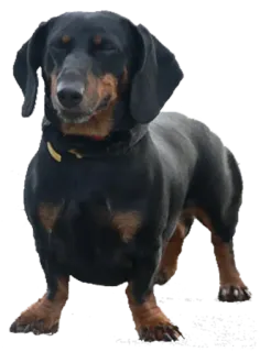 😁 собака, такса, черный, животное, домашнее животное whatsapp sticker