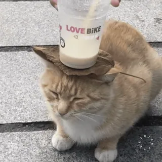 🐱 LOVE BIKE telegram sticker