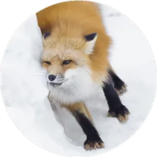 🦊 fuchs, tier, schnee, winter, wildtier, natur telegram sticker