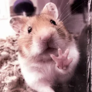 🤏 hamster, animal, pet, cute, rodent telegram sticker