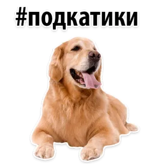 👌 #подкатики dog, golden retriever, cute, animal, hashtag, russian text telegram sticker