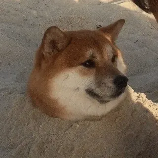 ☁ anjing, hewan, peliharaan, Shiba Inu, pantai, pasir telegram sticker