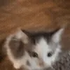 🐱