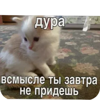 🤨 дура всмысле ты завтра не придешь кот, мем, смешной, русский telegram sticker