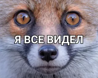 😳 Я ВСЕ ВИДЕЛ raposa, animal, meme, olhos, eu vi tudo telegram sticker