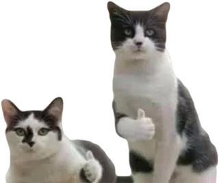 👍 cats, thumbs up, animals, approval, pets, positive telegram sticker