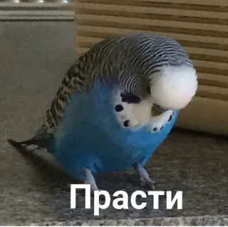 😒 Прасти ptak, papużka falista, przeprosiny, przepraszam, słodki, zwierzę telegram sticker