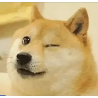 😉 Doge pies, mem, zwierzę, śmieszne, zwierzak, shiba inu telegram sticker