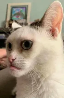 😐 gatto, gatto bianco, animale, animale domestico, animale da compagnia, carino, felino telegram sticker