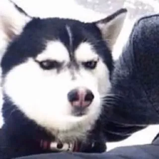 😑 chien, husky, animal, animal de compagnie telegram sticker