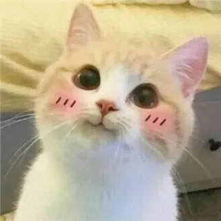 👀 gato, fofo, animal, animal de estimação, ruborizar, kawaii telegram sticker