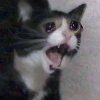 😭 cat, meme, crying, animal, pet, funny telegram sticker