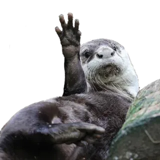 ✋ выдра, животное, млекопитающее, дикая природа, милый, природа telegram sticker