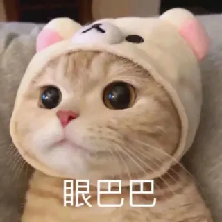 🥺 眼巴巴 gato, lindo, animal, sombrero telegram sticker