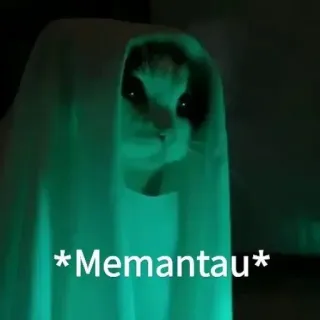 👀 *Memantau* cat, ghost, spooky, halloween, memantau telegram sticker