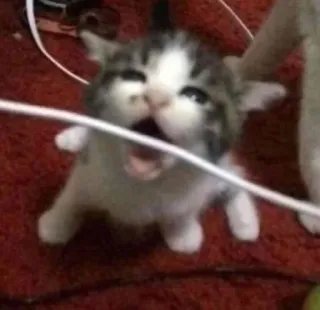 💪 kucing, anak kucing, hewan, imut, lucu, meme whatsapp sticker