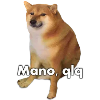 🐶 Mano, qlq หมา, ชิบะอินุ, มีม, ตลก, หยาบคาย whatsapp sticker