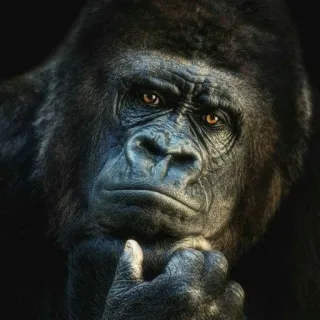 🐵 Gorilla, Tier, Affe, Primaten, Wildtier, Säugetier telegram sticker