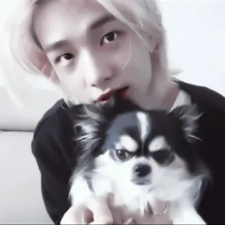 🍭 남자, 개, 애완 동물, 치와와, 귀여운, 초상화, 동물 whatsapp sticker