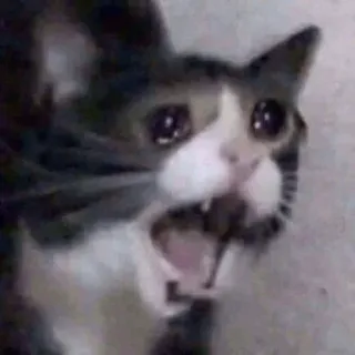 🥺 cat, meme, crying, sad, animal telegram sticker