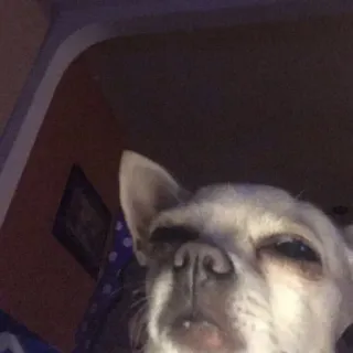 😒 Hund, Chihuahua, Tier, Haustier whatsapp sticker