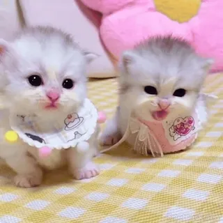 🥰 kucing, anak kucing, imut, hewan, hewan peliharaan telegram sticker