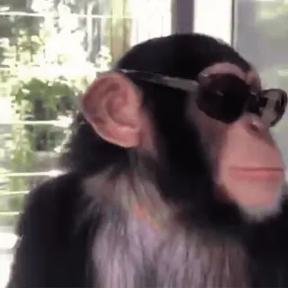 🐵 monkey, sunglasses, animal, chimpanzee, primate whatsapp sticker