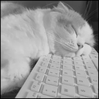 💮 gatto, tastiera, dormire, animale domestico, animale, carino telegram sticker