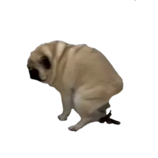 💩 pies, mops, kupa, wypróżnianie się, zwierzę telegram sticker