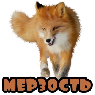 😝 МЕРЗОСТЬ fuchs, tier, orange, aufkleber, text whatsapp sticker