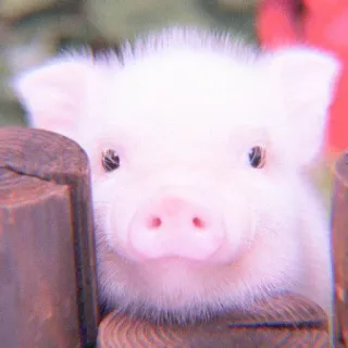 🐽 pig, cute, animal, farm, pink telegram sticker
