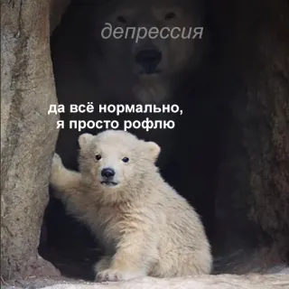 🙂 депрессия
да всё нормально, я просто рофлю niedźwiedź, niedźwiedź polarny, depresja, mem, zwierzę, smutny, śmieszny, żart telegram sticker