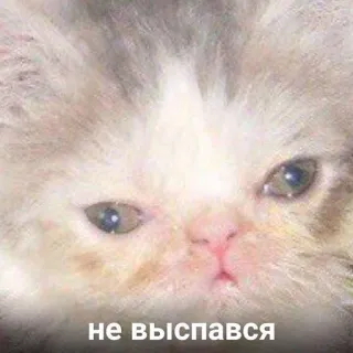 😒 не выспався kot, śpiący, zmęczony, mem, zwierzę, śmieszne telegram sticker