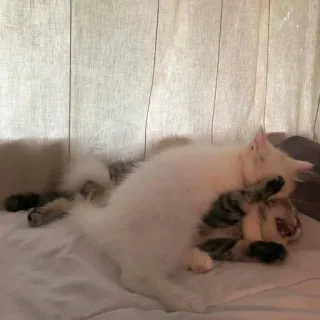 🐈 Katze, schlafend, weiße Katze, Haustiere, Haustiere, getigerte Katze telegram sticker