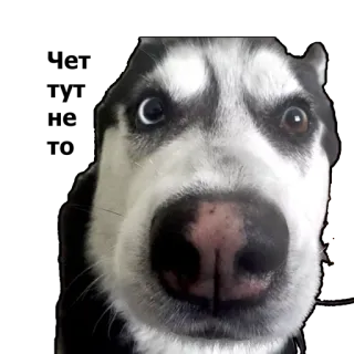 😕 dog, husky, pet, animal, close-up, funny, eyes, heterochromia whatsapp sticker