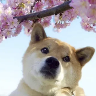 🤦 chien, shiba inu, fleur de cerisier, fleurs, animal telegram sticker