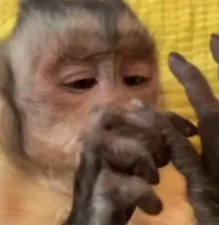 😣 singe, animal, primate telegram sticker