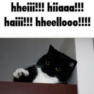 🐾 hheiiii!!! hiiaaa!!! haiii!!! hheellooo!!!! Katze, Gruß, Lustig, Meme, Tier, Haustier, Süß telegram sticker