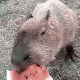 🪵 capivara, melancia, roedor, animal, fofo, comendo telegram sticker