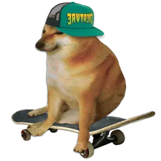 🛹 CREATURE Doge, 犬, スケートボード, ミーム telegram sticker
